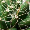 Mammillaria_ longimamma _05